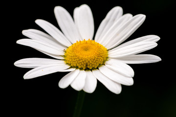 Leucanthemum