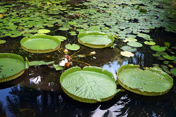 royal water lily