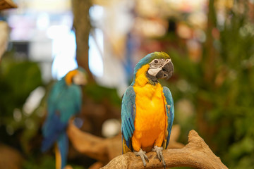 Parrot Island on a branch