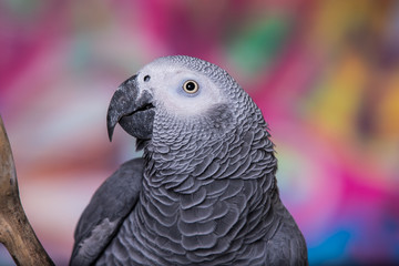 African Grey Parrot against wall with graffitti