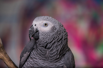 African Grey Parrot against wall with graffitti