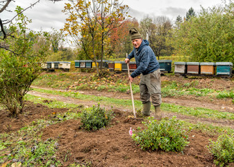 Senior man is working with a rake in the autumn garden.