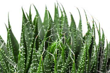 Aloe Vera isolated on white