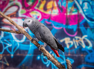 Obraz premium African Grey Parrot against wall with graffitti