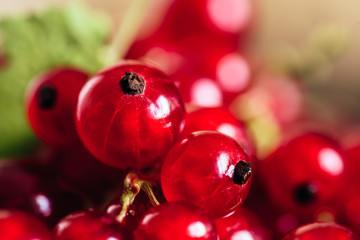 Background of Ripe Red Currant.