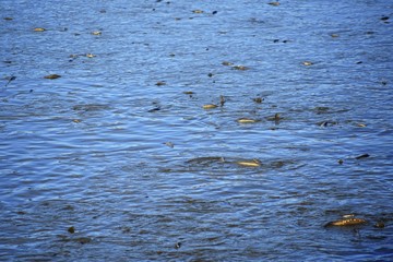 Traditional autumn catch of ponds. Czech pre-Christmas tradition. Fish in water.