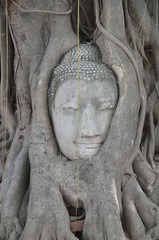 AYUTTHAYA TETE DE BOUDDHA PRISE DANS LES RACINES D'UN BANIAN THAILANDE