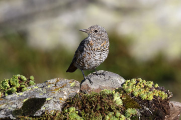  common rock thrush