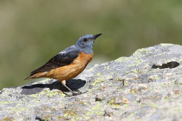  common rock thrush