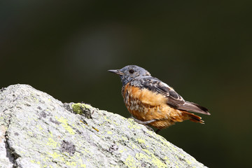  common rock thrush