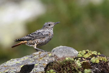  common rock thrush