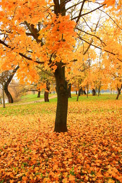 Autumn in park