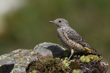  common rock thrush
