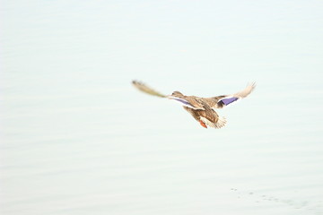 Wild duck in flight