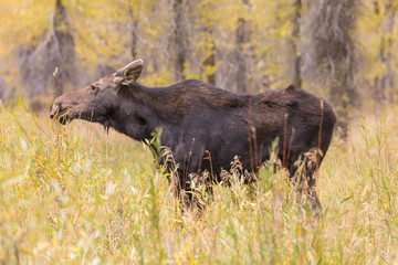Cow Moose in Wyoming in Fall
