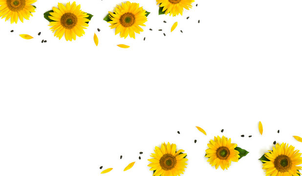 Frame of flowers sunflower (Helianthus annuus) with leaves, petals and seed on white background with space for text. Flat lay