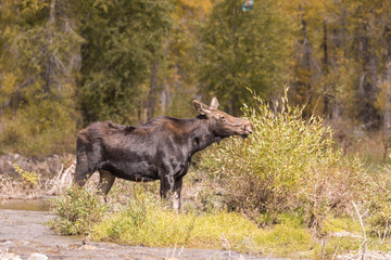 Cow Moose in Wyoming in Fall