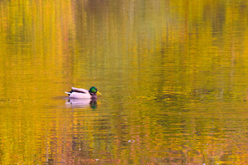 Ente am Herbstwald