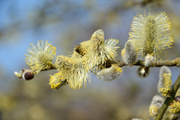 Willow catkin 1
