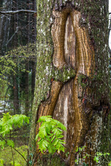 Baumstamm mit Stockausschlag - Esche