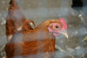 Huhn hinter Gitter