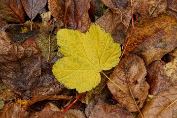 жёлтый опавший лист лежит на коричневых листках