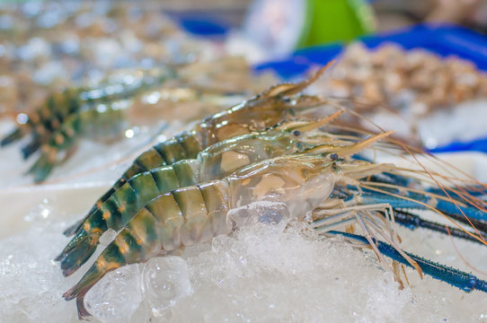 Fresh giant freshwater prawn lobster lay on ice in market.