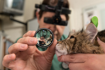 Ophtalmologie vétérinaire, préserver les yeux des animaux  comme les humains.