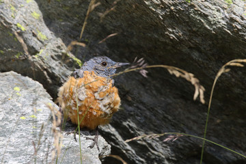  common rock thrush