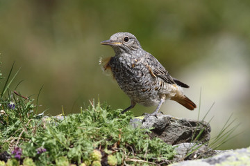  common rock thrush