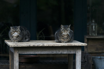 two cats laying on table