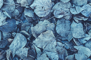 Background of fallen leaves covered with frost and snow