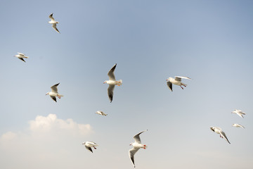 Seagull. seagulls flying in the back of the ships at sea.
