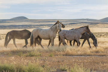 Herd of Wild Horses in the Utah Desert