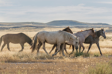 Herd of Wild Horses