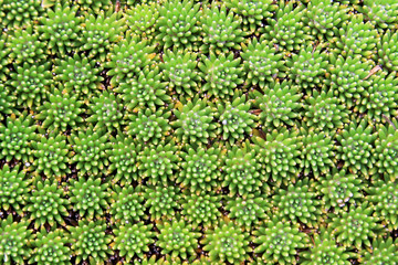 Green plant background pattern, texture, near Laguna Verde, Colombia