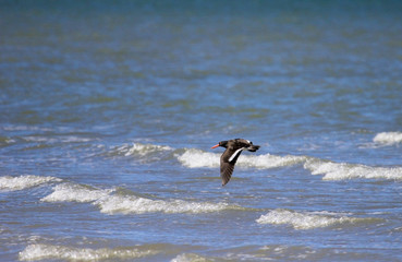 An oystercatcher flying over foamy ocean, Baja California, Mexico, North America