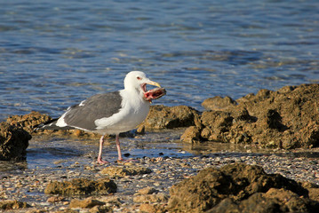 A Western Gull snacks on a big fish head, Baja California, Mexico, North America