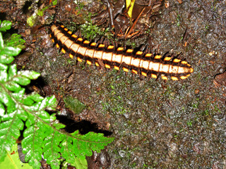 Polydesmid or flat-backed millipede in the Monteverde Cloud Forest Reserve, Costa Rica, Central America