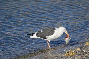 A Western Gull snacks on a big fish head, Baja California, Mexico, North America