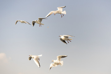Seagull. seagulls flying in the back of the ships at sea.