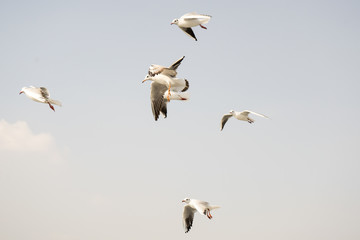 Seagull. seagulls flying in the back of the ships at sea.
