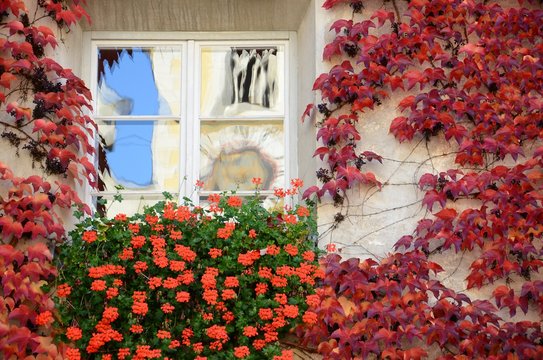 Windows with Red Flowers and leaves in the centre of Bressanone / Brixen. South Tyrol, Italy.