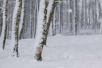 Birkenwald im Winter während Schneefall