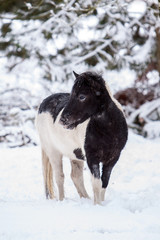 Shetland Pony im Schnee auf der Weide