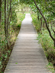 Obraz premium Holzsteg im Naturweg
