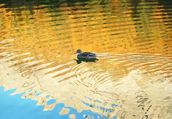 Gordijnen Reflections in the water with a duck © vali_111
