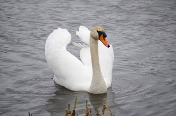 schwan im wasser