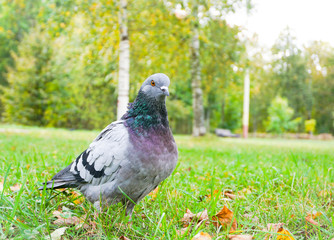 Bird in park
