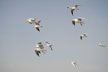 Seagull. seagulls flying in the back of the ships at sea.
